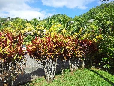 Appartement de vacances �/en/au TRINITE (Martinique)ou appartement ou maison de vacances