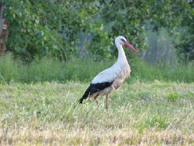 Maison de vacances /en/au Bad Freienwalde (Mrkisch-Oderland)ou appartement ou maison de vacances