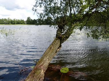 Maison de vacances /en/au Bad Freienwalde (Mrkisch-Oderland)ou appartement ou maison de vacances