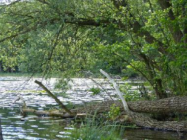 Maison de vacances /en/au Bad Freienwalde (Mrkisch-Oderland)ou appartement ou maison de vacances