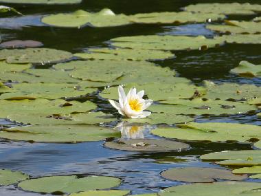 Maison de vacances /en/au Bad Freienwalde (Mrkisch-Oderland)ou appartement ou maison de vacances
