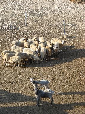 Maison de vacances /en/au Jijona (Alicante / Alacant)ou appartement ou maison de vacances