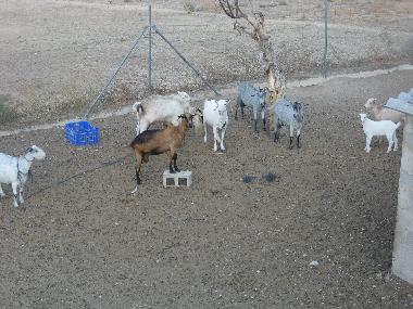 Maison de vacances /en/au Jijona (Alicante / Alacant)ou appartement ou maison de vacances