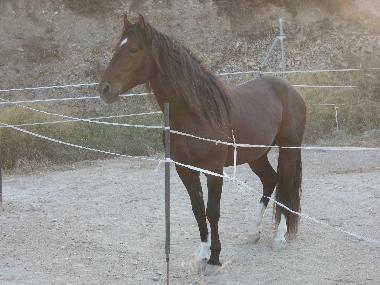 Maison de vacances /en/au Jijona (Alicante / Alacant)ou appartement ou maison de vacances