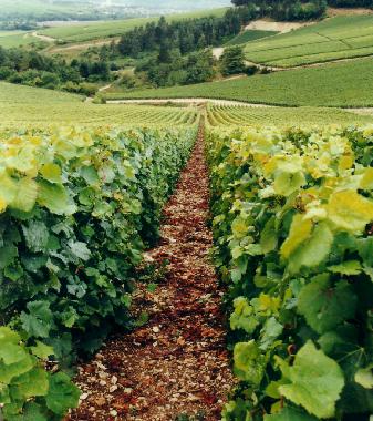 Vignoble de Champagne