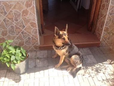 Appartement de vacances /en/au Torrox (Mlaga)ou appartement ou maison de vacances