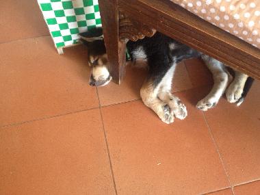 Appartement de vacances /en/au Torrox (Mlaga)ou appartement ou maison de vacances