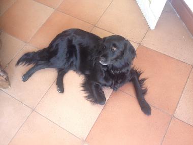 Appartement de vacances /en/au Torrox (Mlaga)ou appartement ou maison de vacances