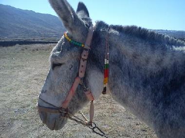 Maison de vacances /en/au santorin (Kyklades)ou appartement ou maison de vacances