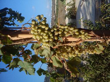 Maison de vacances /en/au santorin (Kyklades)ou appartement ou maison de vacances