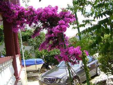 Appartement de vacances �/en/au Mandre (Zadarska)ou appartement ou maison de vacances