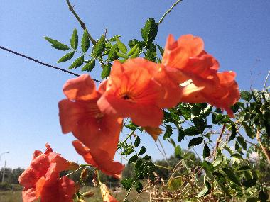 Villa /en/au Manduria (Taranto)ou appartement ou maison de vacances