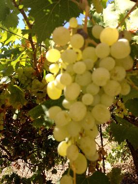 Villa /en/au Manduria (Taranto)ou appartement ou maison de vacances