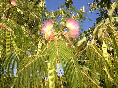 Villa /en/au Manduria (Taranto)ou appartement ou maison de vacances