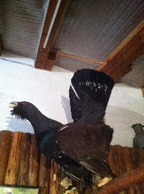 Maison de vacances �/en/au Barutin (Smolyan)ou appartement ou maison de vacances