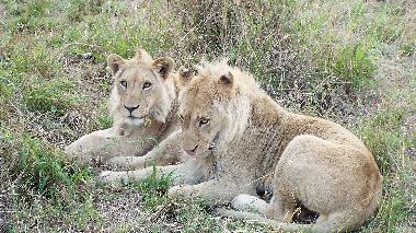 Maison de vacances �/en/au Hoedspruit (Mpumalanga)ou appartement ou maison de vacances