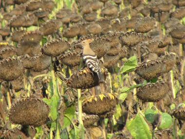 Villa �/en/au Botevo (Yambol)ou appartement ou maison de vacances
