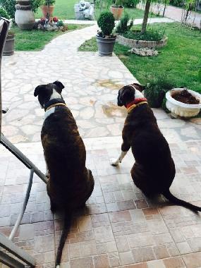 Villa /en/au ANTALYA (Antalya)ou appartement ou maison de vacances