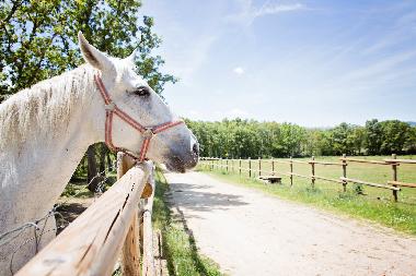Appartement de vacances /en/au RABANAL DEL CAMINO (Len)ou appartement ou maison de vacances