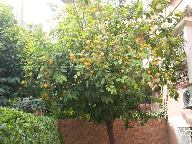 Appartement de vacances �/en/au Marrakech (Marrakech)ou appartement ou maison de vacances