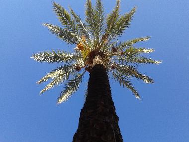 Appartement de vacances �/en/au Marrakech (Marrakech)ou appartement ou maison de vacances