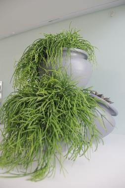 Appartement de vacances /en/au Guimares (Norte)ou appartement ou maison de vacances