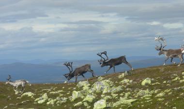 Maison de vacances �/en/au Lofsdalen (H�rjedalen)ou appartement ou maison de vacances