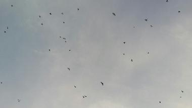 Maison de vacances /en/au Anuradhapura (Anuradhapura)ou appartement ou maison de vacances