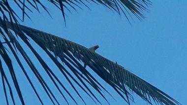 Maison de vacances /en/au Anuradhapura (Anuradhapura)ou appartement ou maison de vacances