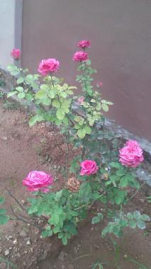 Maison de vacances /en/au Urumpirai, Jaffna (Jaffna)ou appartement ou maison de vacances