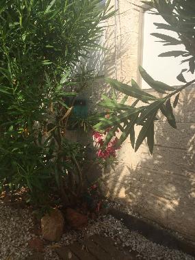 douche exterieure sous les palmiers