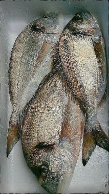 Appartement de vacances /en/au CHIPIONA (Cdiz) (Cdiz)ou appartement ou maison de vacances