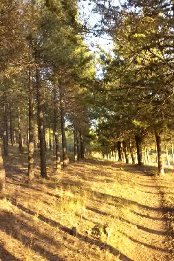 BOIS DE PINS A PROXIMIT