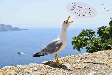 Appartement de vacances /en/au Santa Maria Poggio (Haute-Corse)ou appartement ou maison de vacances