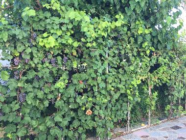 Bateau /en/au Sant Pere Pescador  (Girona)ou appartement ou maison de vacances