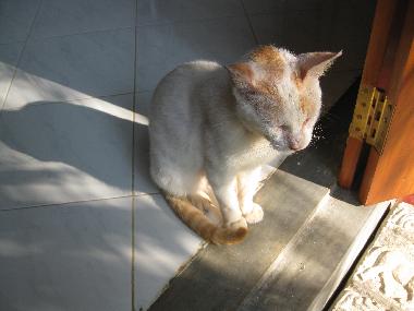 Maison de vacances �/en/au Hikkaduwa-Gonipinuwala (Galle)ou appartement ou maison de vacances