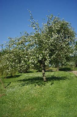 Maison de vacances �/en/au BRETTEVILLE DU GRAND CAUX (Seine-Maritime)ou appartement ou maison de vacances