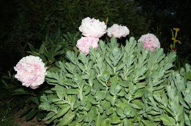 Maison de vacances �/en/au BRETTEVILLE DU GRAND CAUX (Seine-Maritime)ou appartement ou maison de vacances