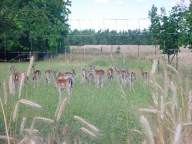 Maison de vacances �/en/au Nuthe-Urstromtal OT Berkenbr�ck (Teltow-Fl�ming)ou appartement ou maison de vacances