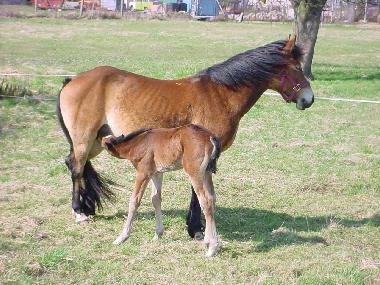 Maison de vacances �/en/au Nuthe-Urstromtal OT Berkenbr�ck (Teltow-Fl�ming)ou appartement ou maison de vacances