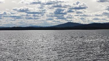 Maison de vacances /en/au Vidsel (Norrbotten)ou appartement ou maison de vacances