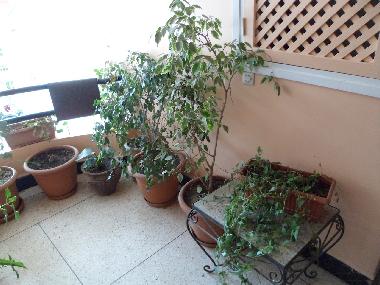 Appartement de vacances �/en/au Agadir (Agadir)ou appartement ou maison de vacances