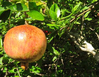 Appartement de vacances /en/au Fontane bianche (Siracusa)ou appartement ou maison de vacances