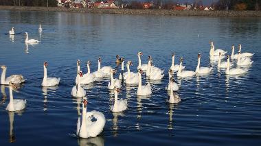 Chambre avec petit djeuner /en/au Ogulin (Karlovacka)ou appartement ou maison de vacances