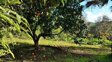 Maison de vacances �/en/au Muro (Mallorca)ou appartement ou maison de vacances