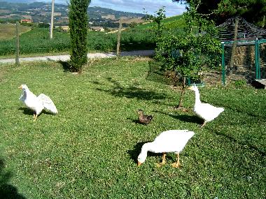 Maison de vacances /en/au Cossignano (Ascoli Piceno)ou appartement ou maison de vacances