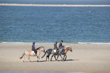 Maison de vacances /en/au Renesse (Zeeland)ou appartement ou maison de vacances