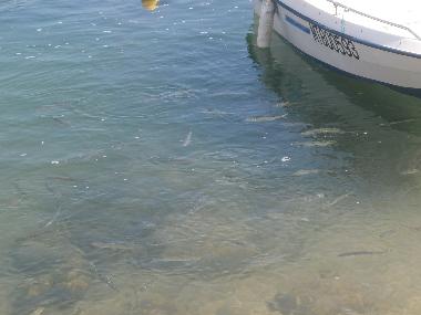 Maison de vacances /en/au olhao (Algarve)ou appartement ou maison de vacances