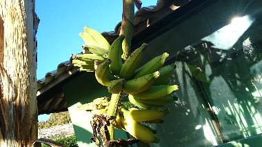 un des bananiers....