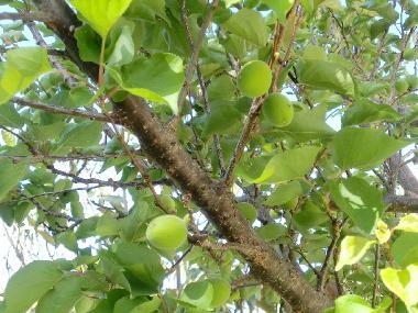 Maison de vacances �/en/au Matala (Irakleio)ou appartement ou maison de vacances